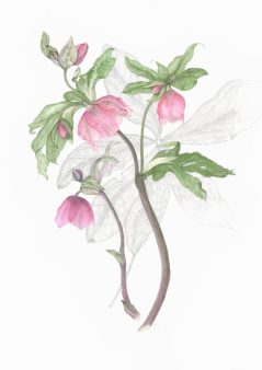 Hellebore oreintalis