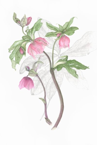 Hellebore oreintalis